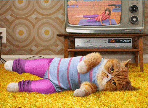 a gif of a cat exercising