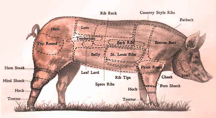 Diagram of a Pig