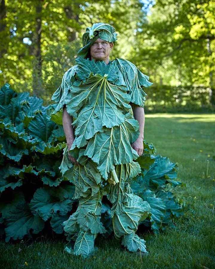 Am man wears a suit made from the leaves of a rhubarb plant.