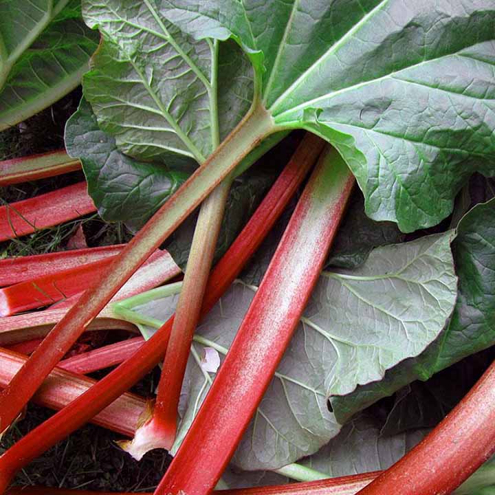Stalks off fresh rhubarb