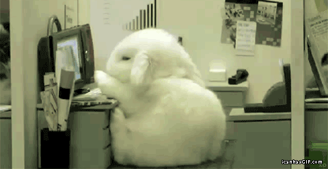 Pulled BBQ Pork Bunny in an Office Gif