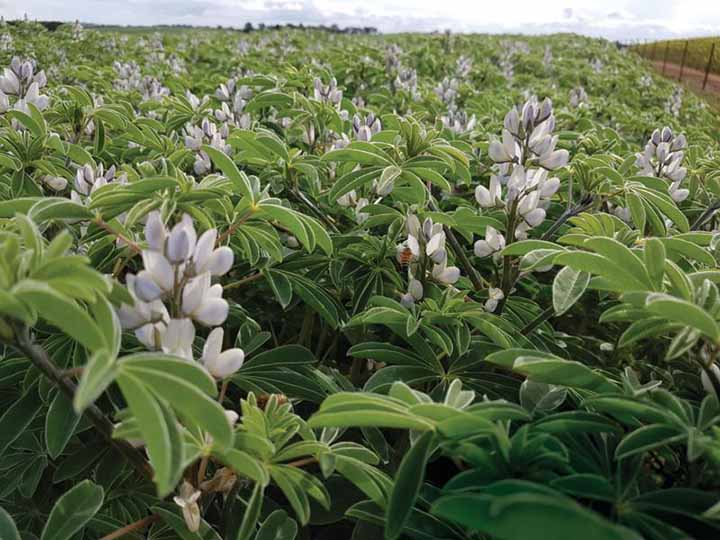 a field of sweet lupin plants