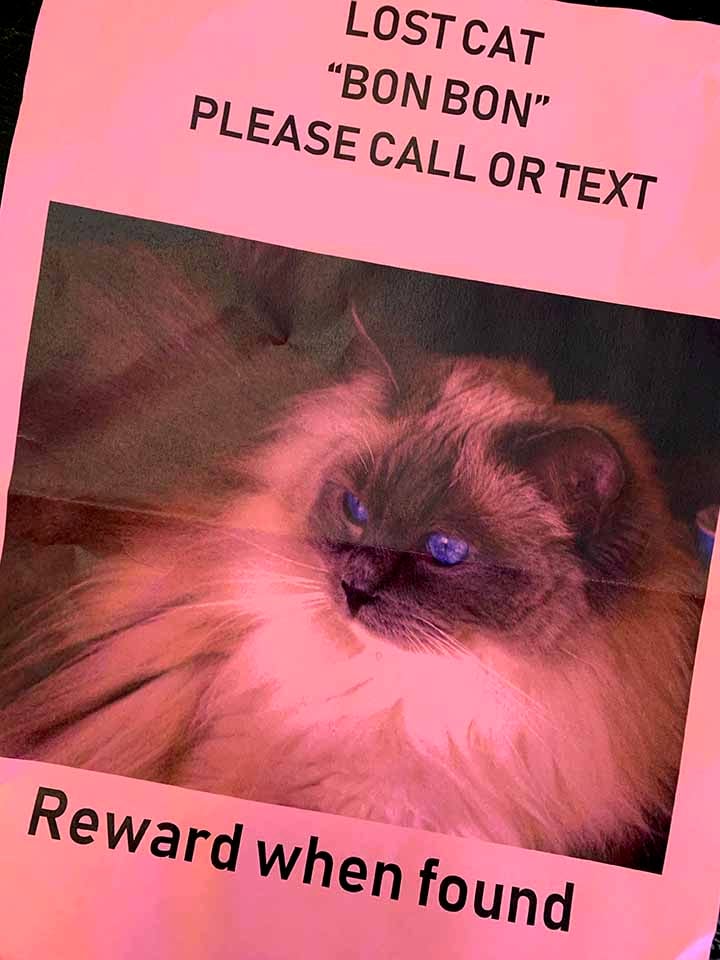 a missing cat flyer