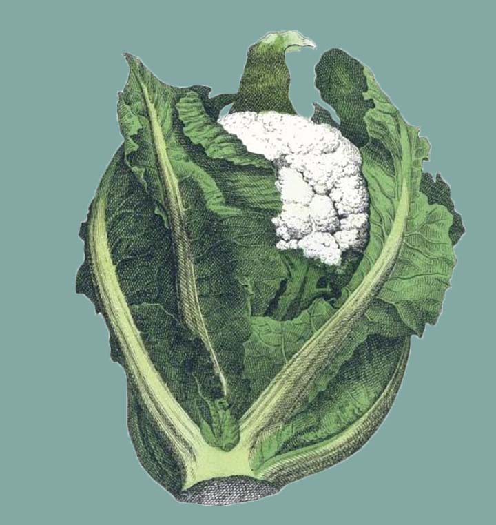 a painting of a cauliflower