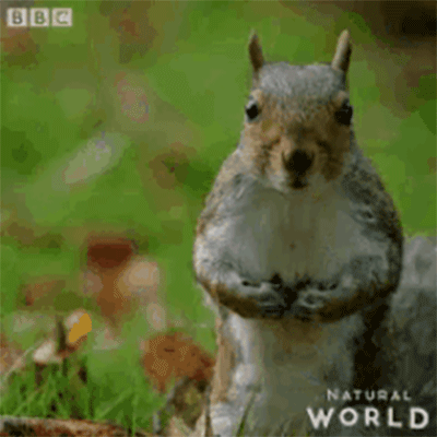 a gif of a scared squirrel