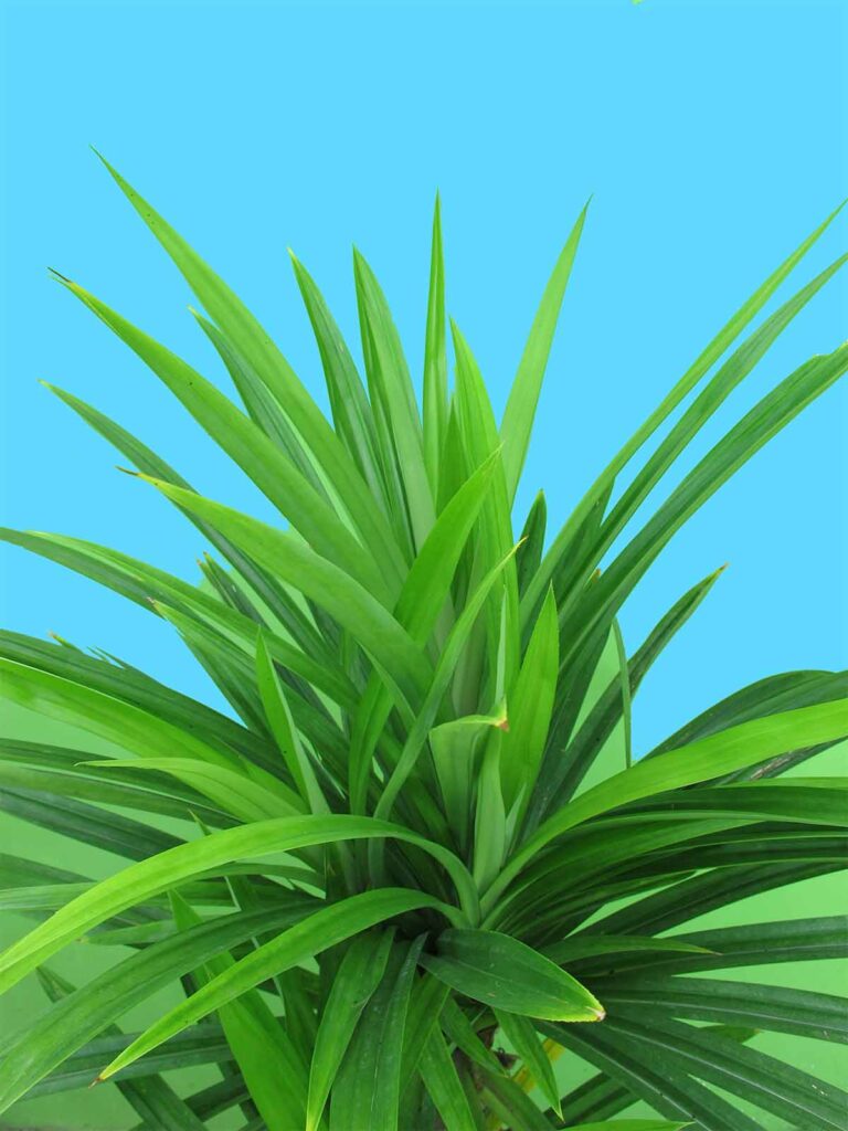 a pandan plant