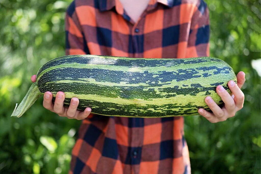 a very large zucchini